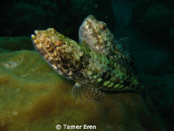 House Reef, Mabul Island by Tamer Eren 